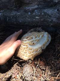 Agaricus augustus image