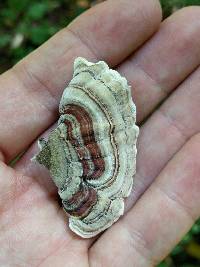 Trametes versicolor image