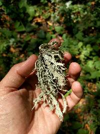 Ramalina leptocarpha image