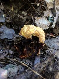 Agaricus augustus image