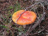 Amanita muscaria image