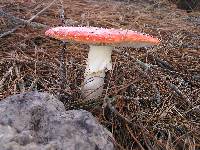 Amanita muscaria image