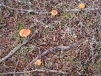 Amanita muscaria image