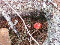 Amanita muscaria image