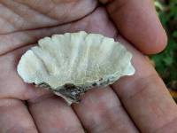 Trametes versicolor image