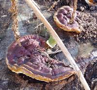 Ganoderma sessile image