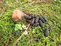 Suillus pungens image