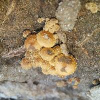 Pholiota subflammans image