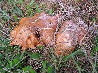 Suillus pungens image