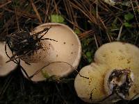 Suillus pungens image