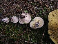 Suillus pungens image