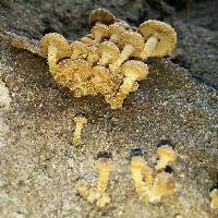 Pholiota subflammans image