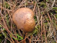 Suillus pungens image