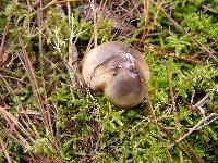 Suillus pungens image