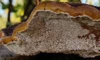 Ganoderma sessile image