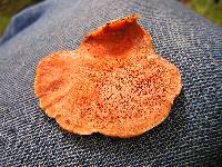 Pycnoporus coccineus image