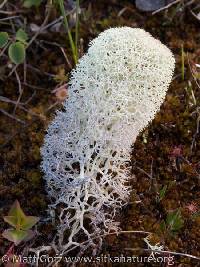 Cladonia stellaris image