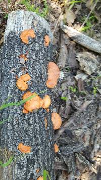 Pycnoporus cinnabarinus image