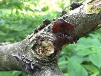 Auricularia auricula-judae image