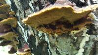 Phellinus gilvus image