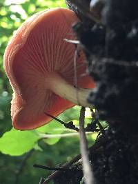 Rhodotus palmatus image