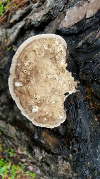 Trametes cubensis image