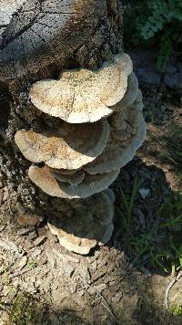 Trametes cubensis image