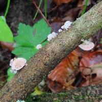 Schizophyllum commune image