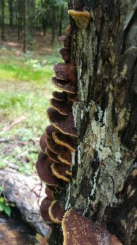 Phellinus gilvus image