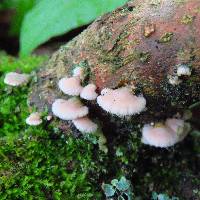 Schizophyllum commune image