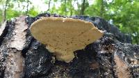 Trametes cubensis image