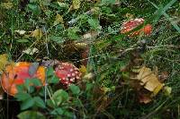 Amanita muscaria image