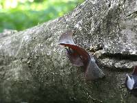 Auricularia auricula-judae image