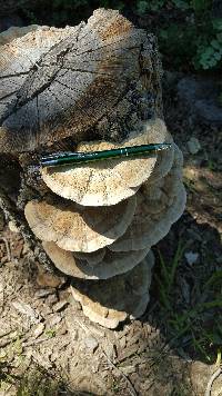 Trametes cubensis image