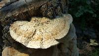 Trametes cubensis image