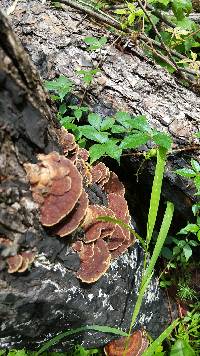 Phellinus gilvus image