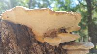 Trametes cubensis image