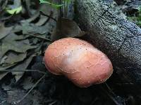 Rhodotus palmatus image