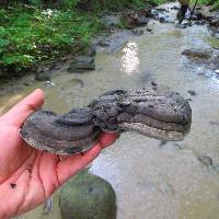 Ganoderma applanatum image