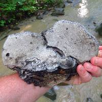 Ganoderma applanatum image