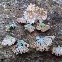 Schizophyllum commune image