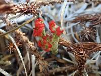 Cladonia cristatella image