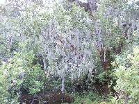 Ramalina menziesii image