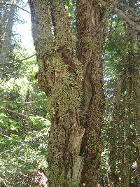 Lobaria pulmonaria image