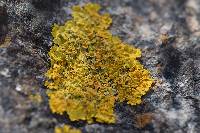 Xanthoria parietina var. parietina image