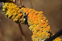 Xanthoria parietina var. parietina image