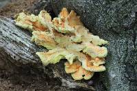 Laetiporus sulphureus image