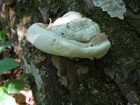 Ganoderma applanatum image