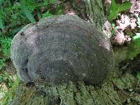 Ganoderma applanatum image