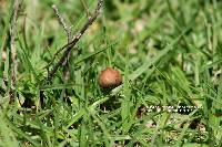 Panaeolus cinctulus image